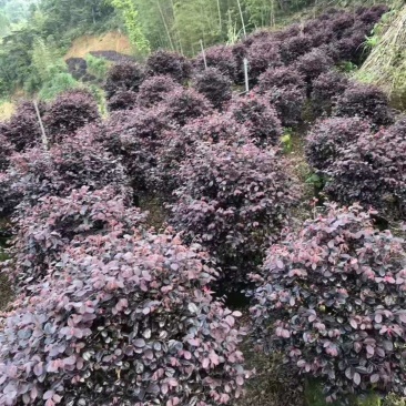 红花继木毛球