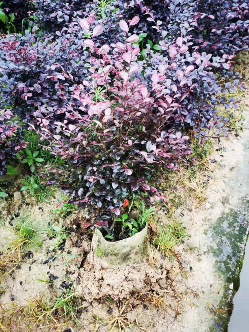 红花继木毛球