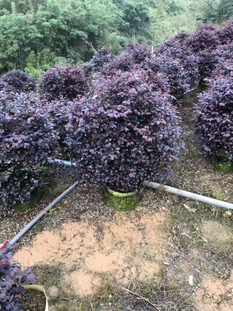 红花继木毛球