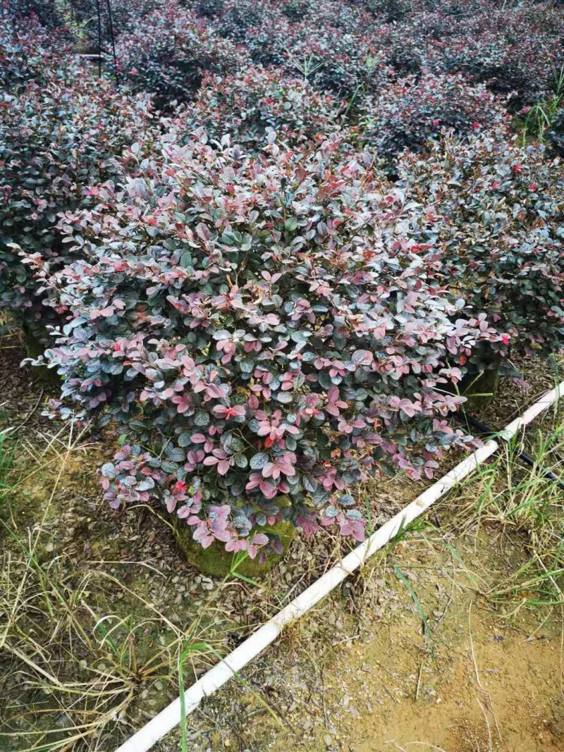 红花继木毛球