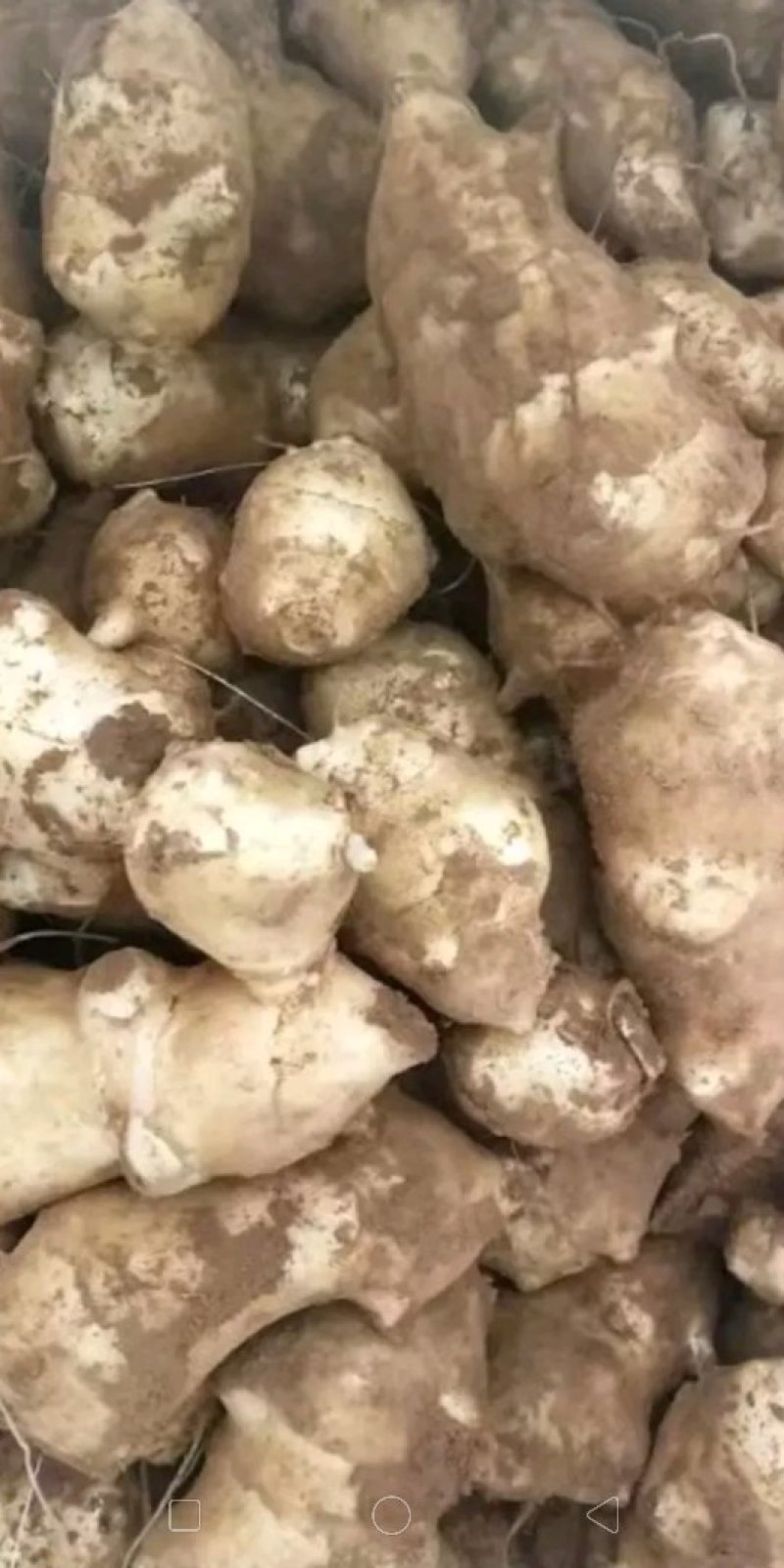 现挖鲜洋姜
