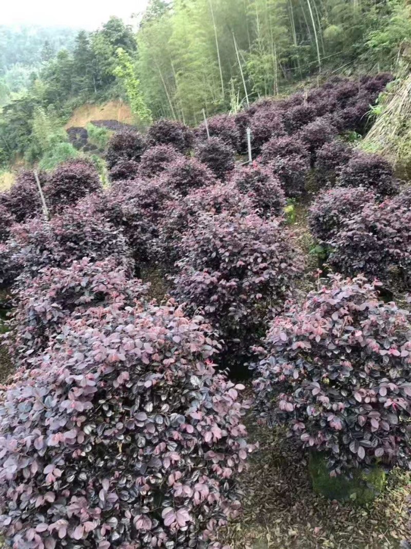 花卉盆景红花继木