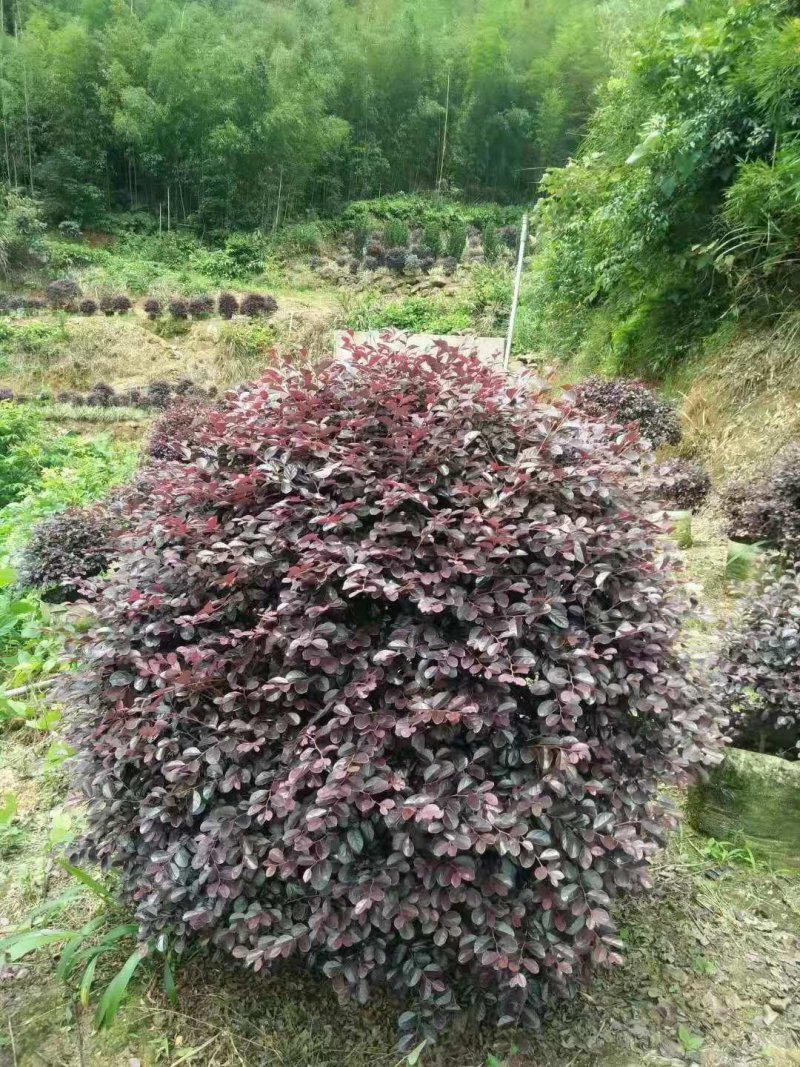 花卉盆景红花继木