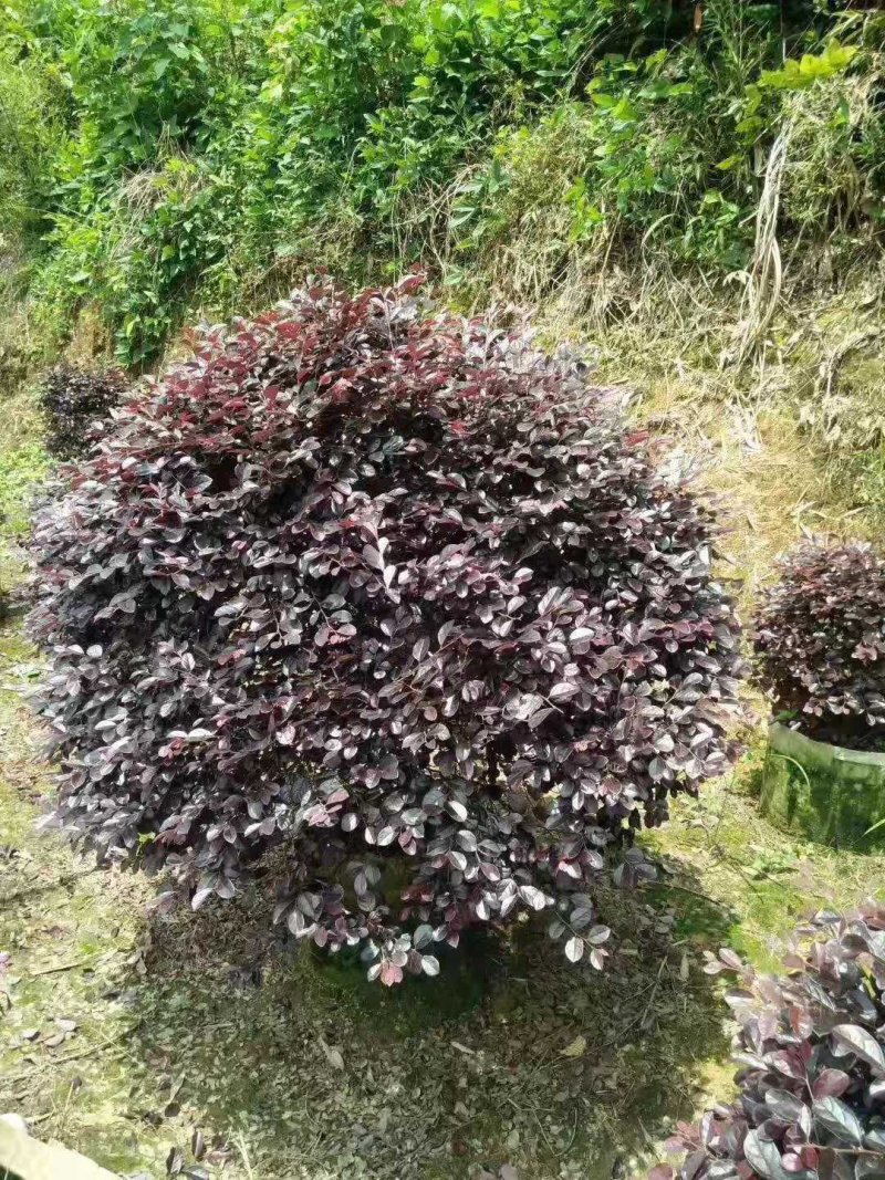 花卉盆景红花继木