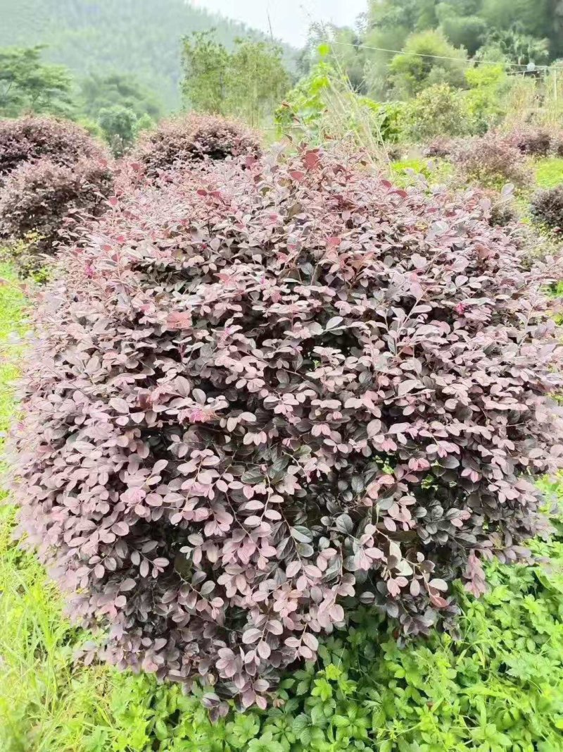 花卉盆景红花继木