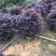 花卉盆景红花继木