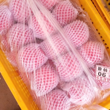 静宁高山纸袋红富士