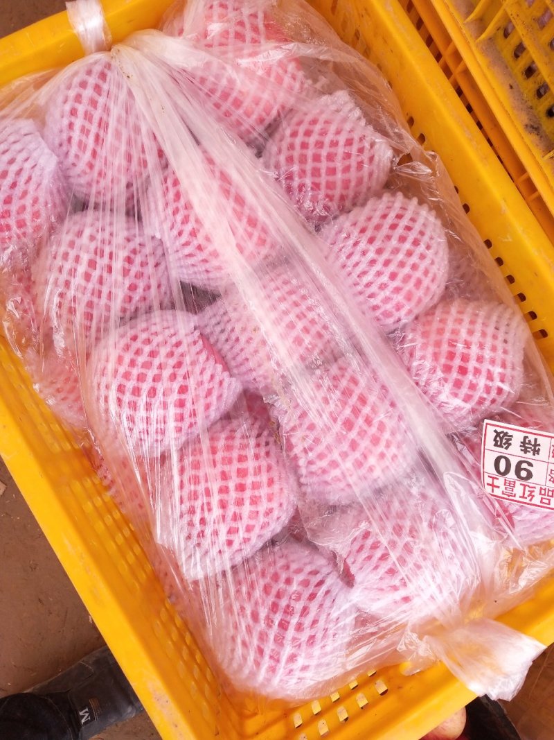 静宁高山纸袋红富士