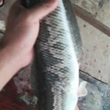 黑鱼