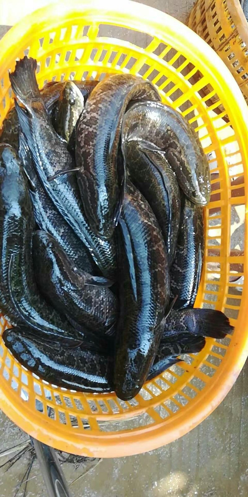 黑鱼