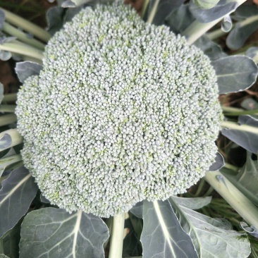 西兰花己大量上市需要老板请联系，