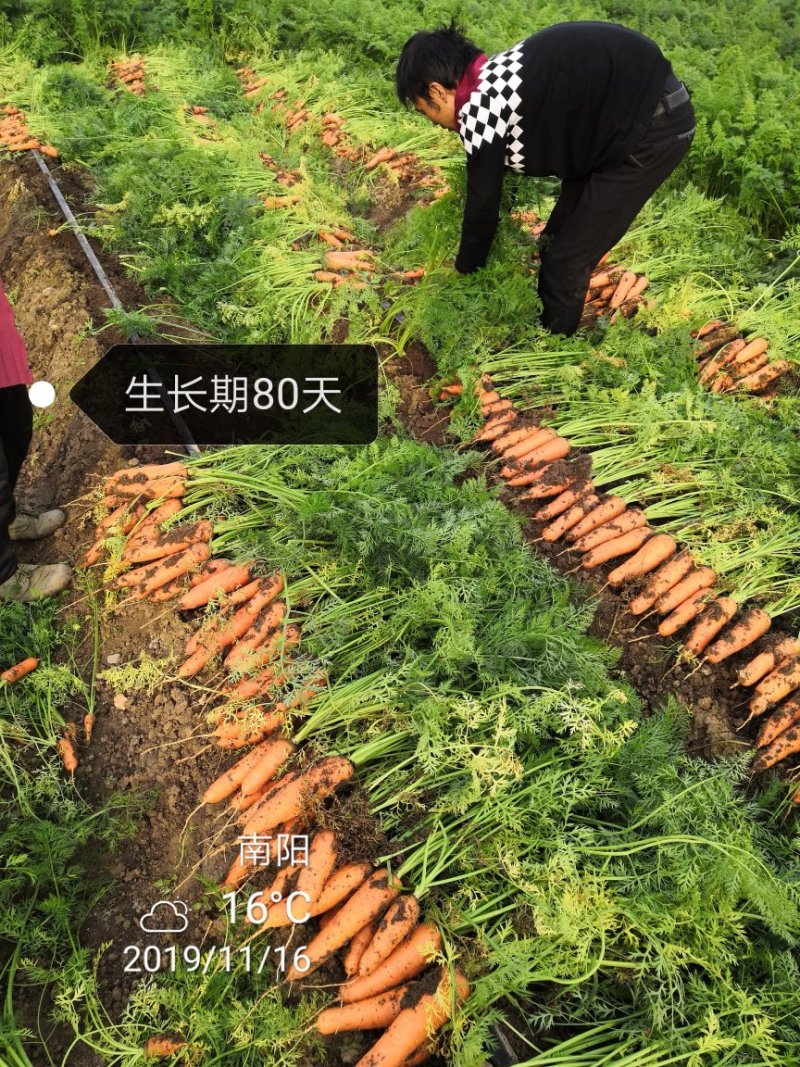 万亩三红胡萝卜泥萝卜半苗，北京包，专做精品！！！