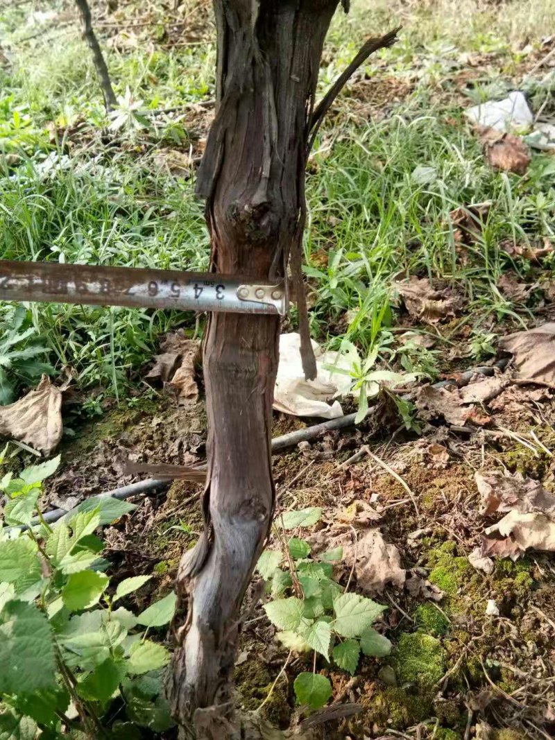 葡萄树