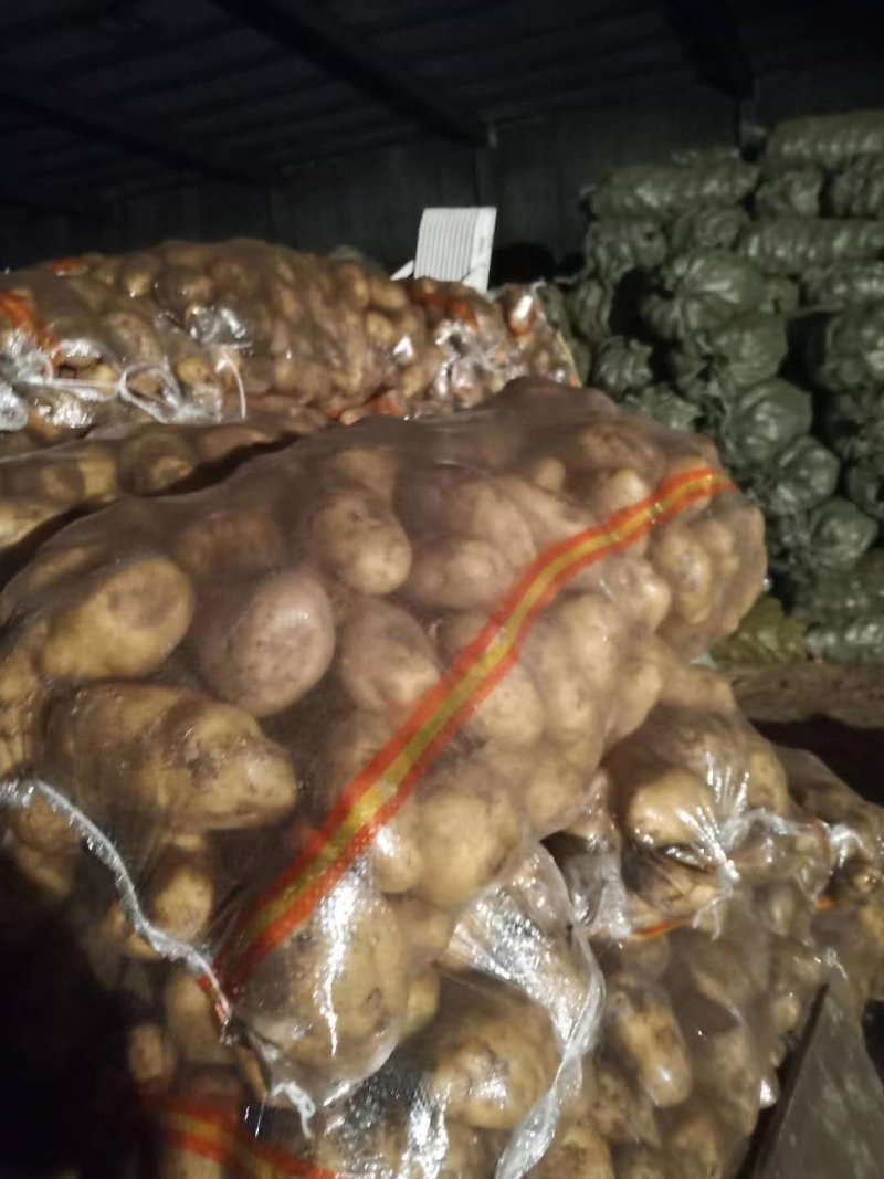 【热推】荷兰十五大土豆二两通货对接商超品质保证欢迎下单