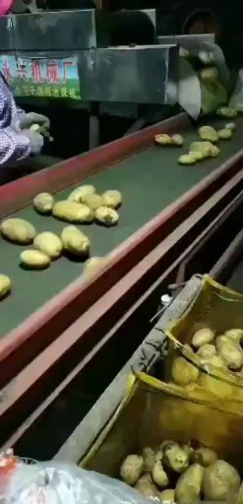 【热推】荷兰十五大土豆二两通货对接商超品质保证欢迎下单