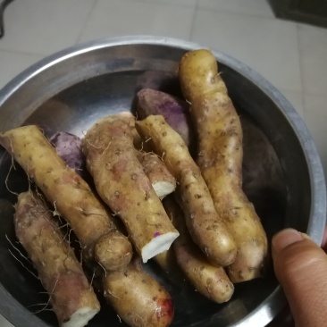 河南焦作温县正宗温县铁棍山药，自家种植，现挖现发