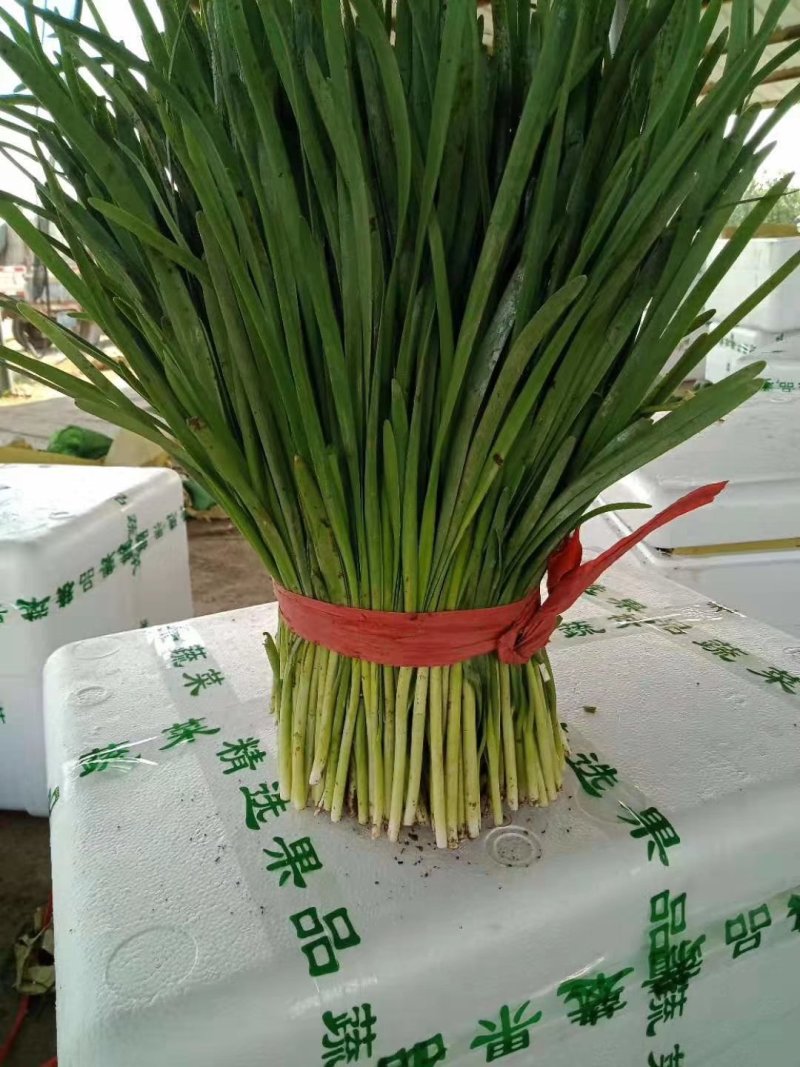 河北韭菜唐山韭菜大量上市！产地直供，一手货源，代发全国！