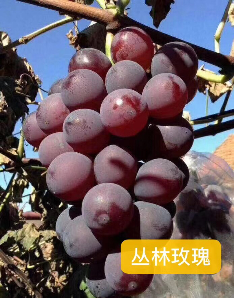 葡萄苗红巴拉多葡萄苗提子苗山东基地出售红巴拉多葡萄苗
