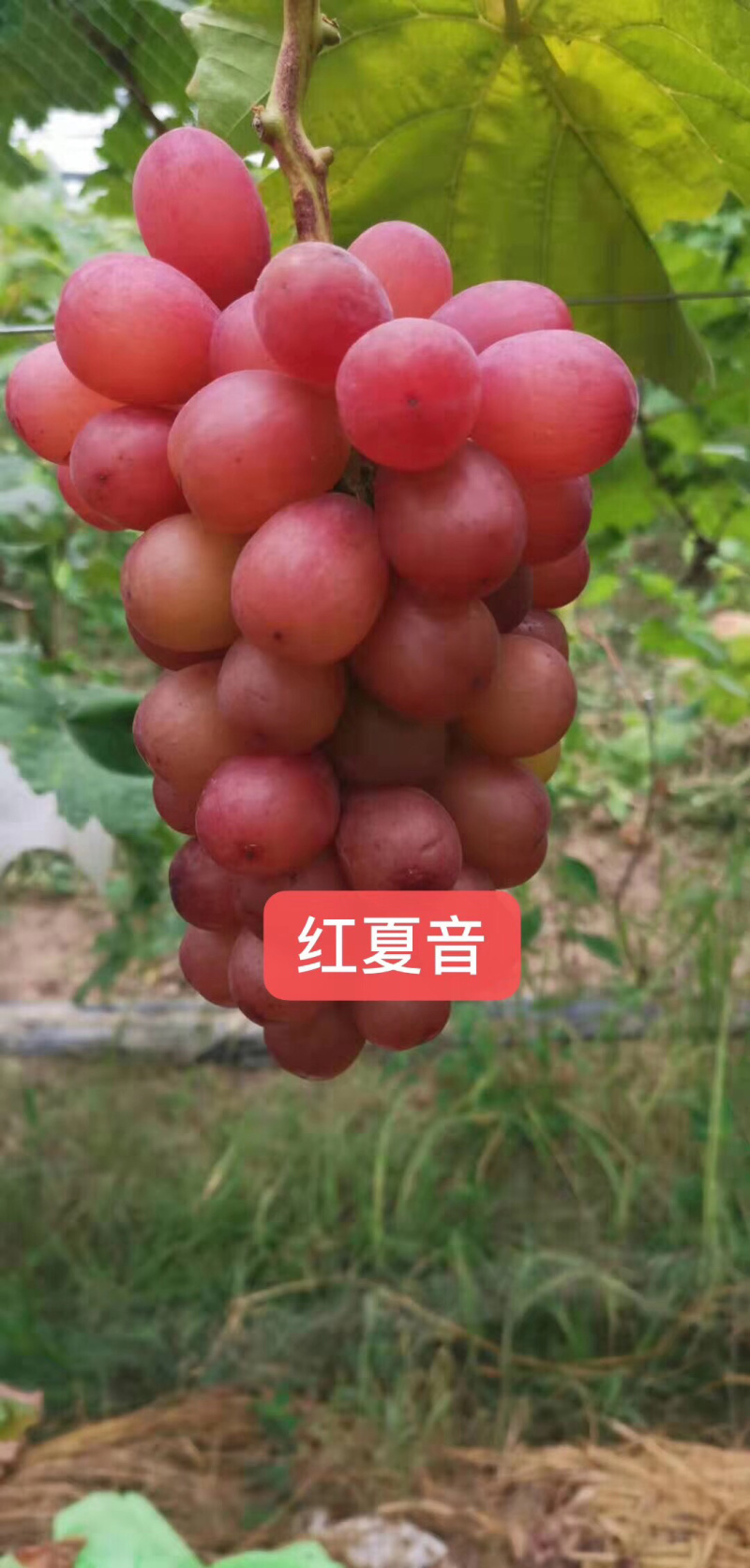 葡萄苗红巴拉多葡萄苗提子苗山东基地出售红巴拉多葡萄苗
