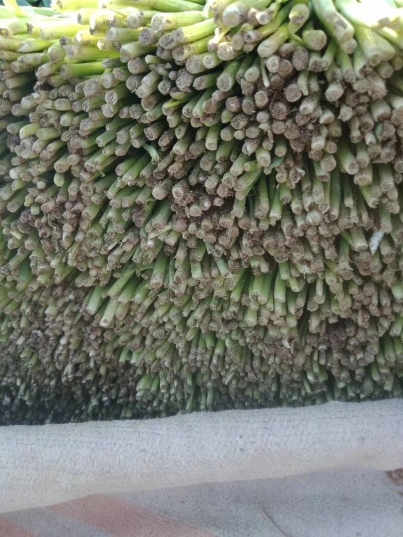 河北乐亭头刀，二刀韭菜大量有货，质量好，货源充足！