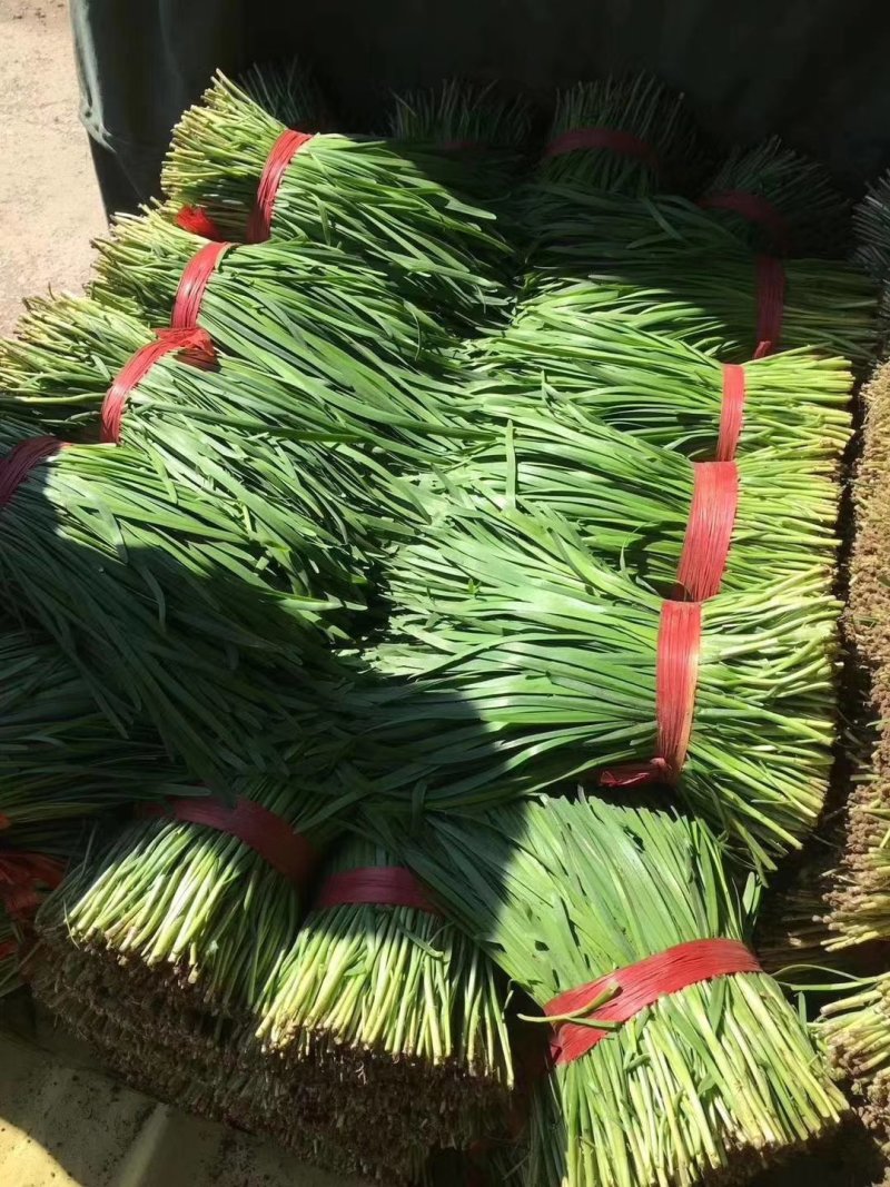 河北乐亭头刀，二刀韭菜大量有货，质量好，货源充足！