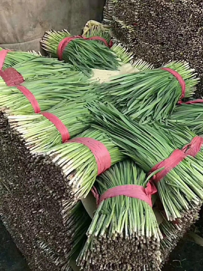 河北乐亭头刀，二刀韭菜大量有货，质量好，货源充足！