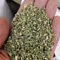 一季槐米，颜色有点瑕疵，产地直供。量大从优
