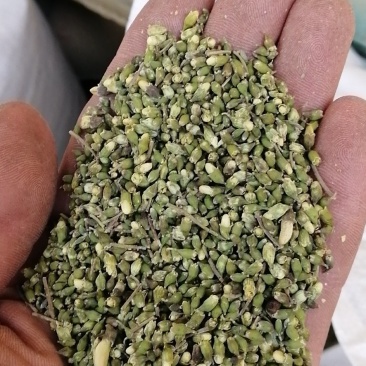 一季槐米，颜色有点瑕疵，产地直供。量大从优