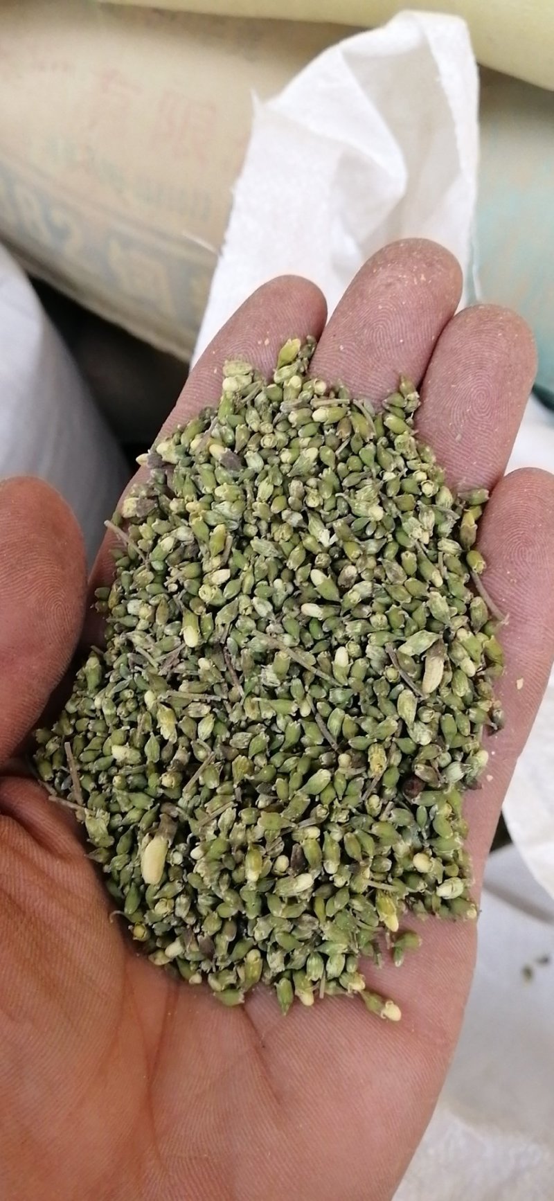 一季槐米，颜色有点瑕疵，产地直供。量大从优