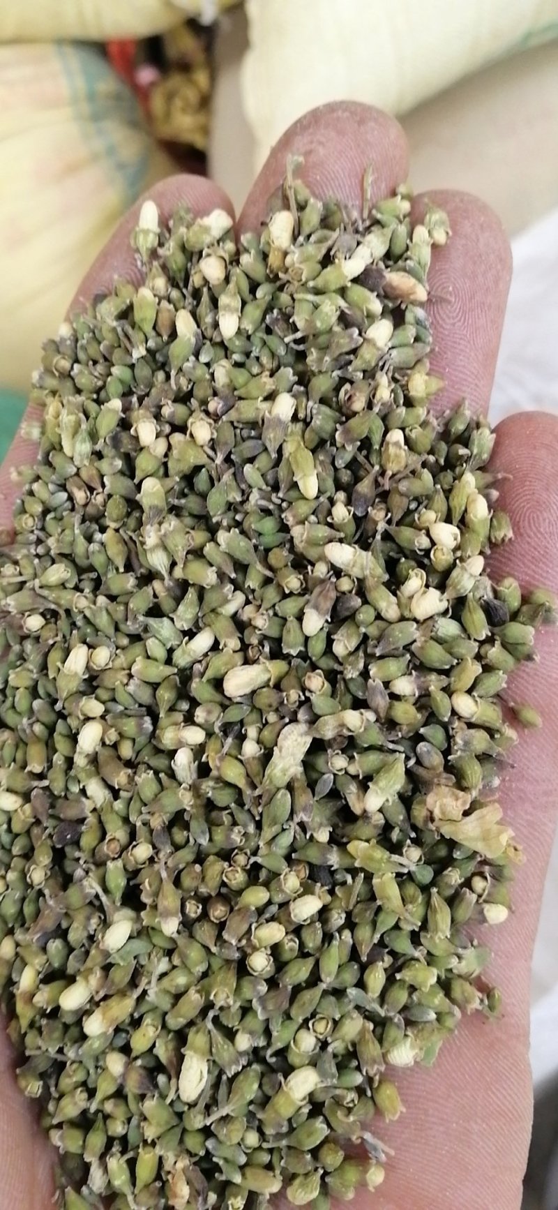 一季槐米，颜色有点瑕疵，产地直供。量大从优
