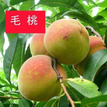 毛桃树苗嫁接的雪蜜桃品种齐全。
