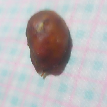 公鸡鸡宝