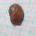 公鸡鸡宝