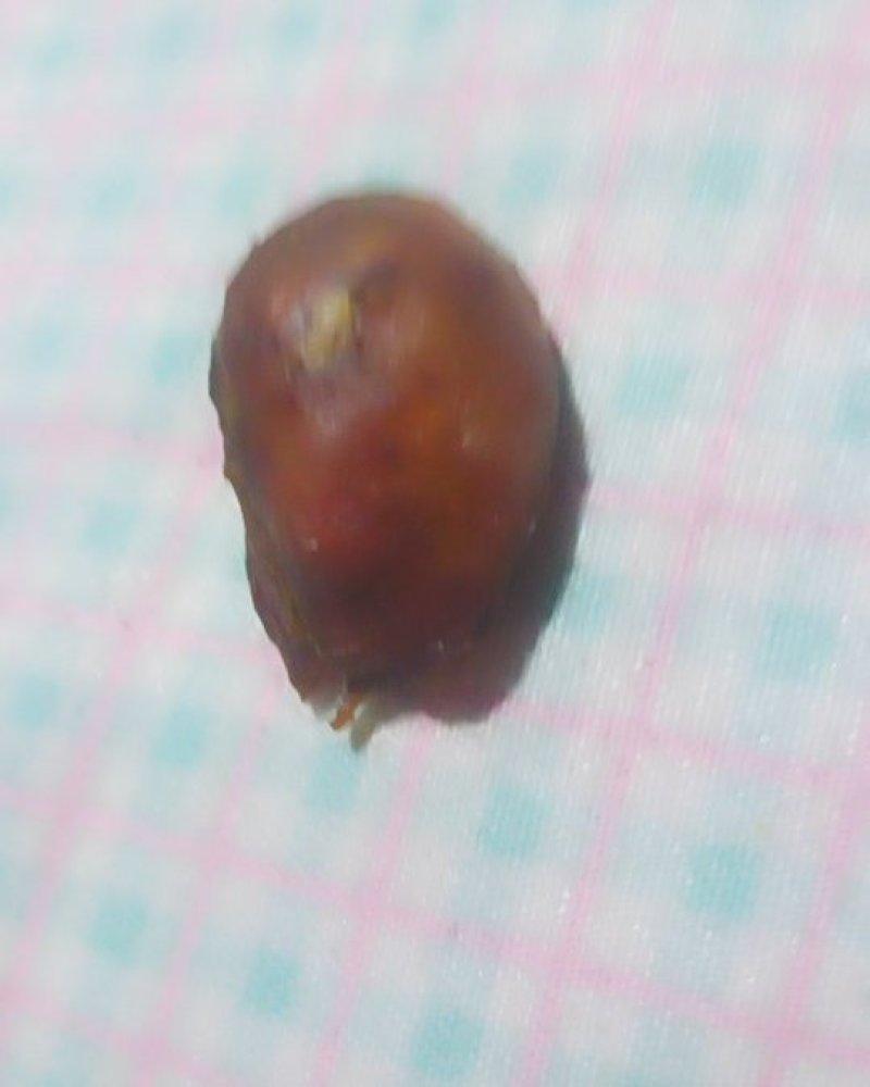 公鸡鸡宝