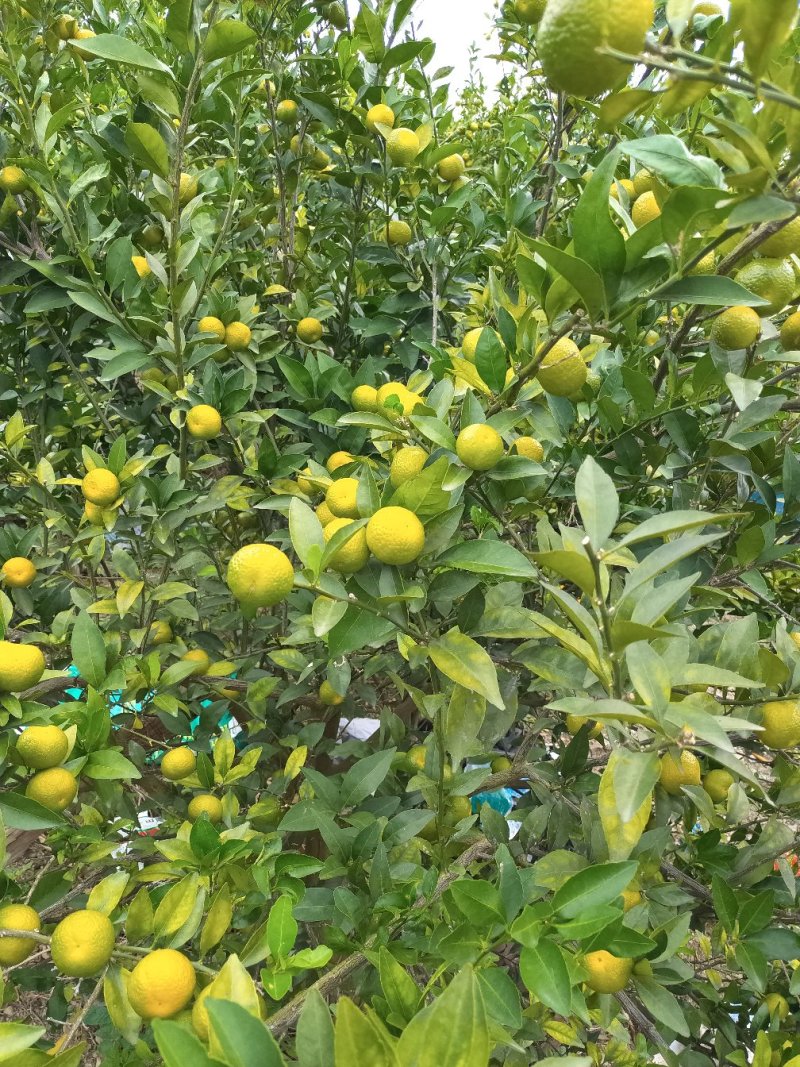 代办各种柑橘，欢迎各位老板前来合作