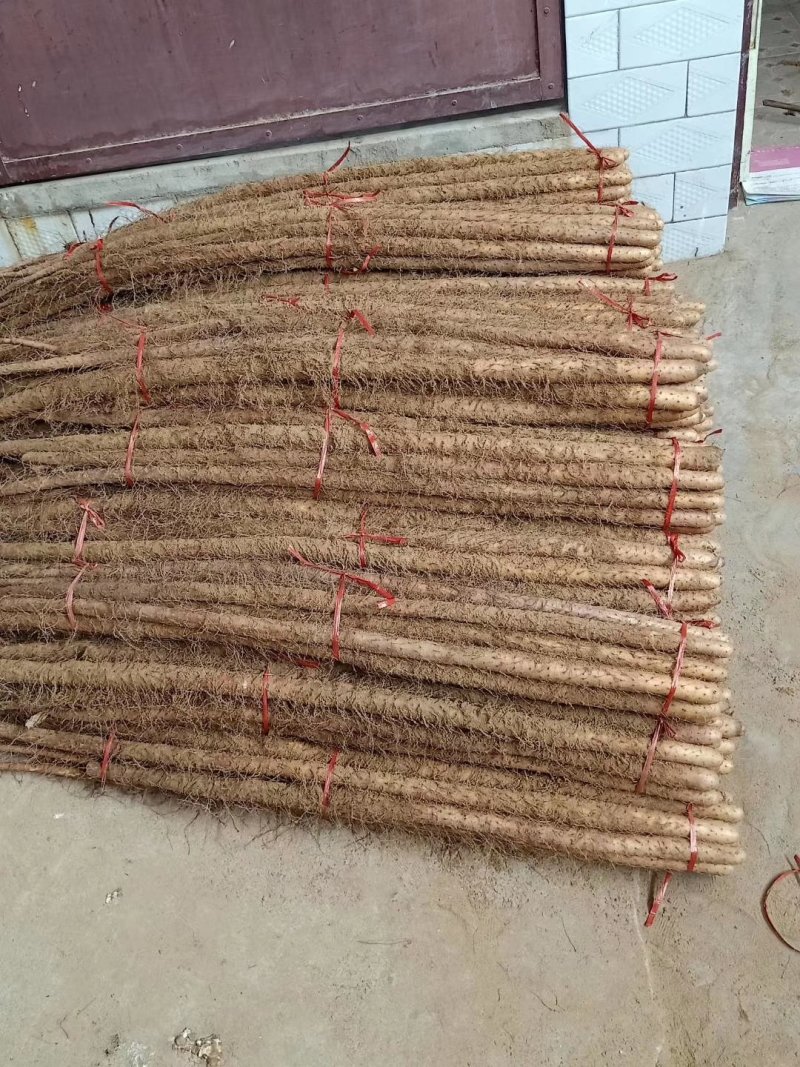 【西施山药】大荔县产地直发，一手货源，保质保量价格公道