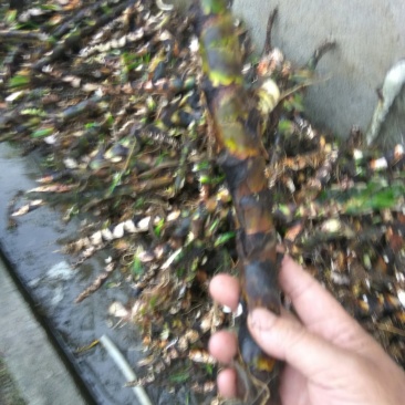水菖蒲干货，烧毛的，可直接下单