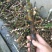 水菖蒲干货，烧毛的，可直接下单