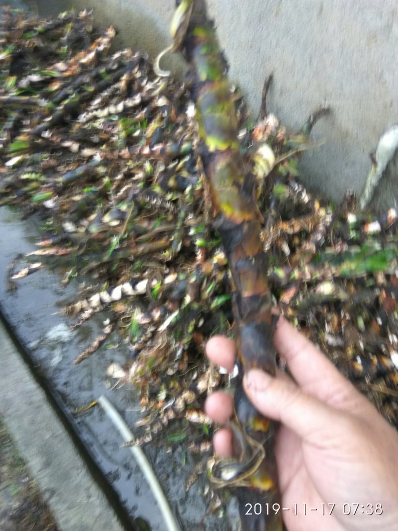 水菖蒲干货，烧毛的，可直接下单
