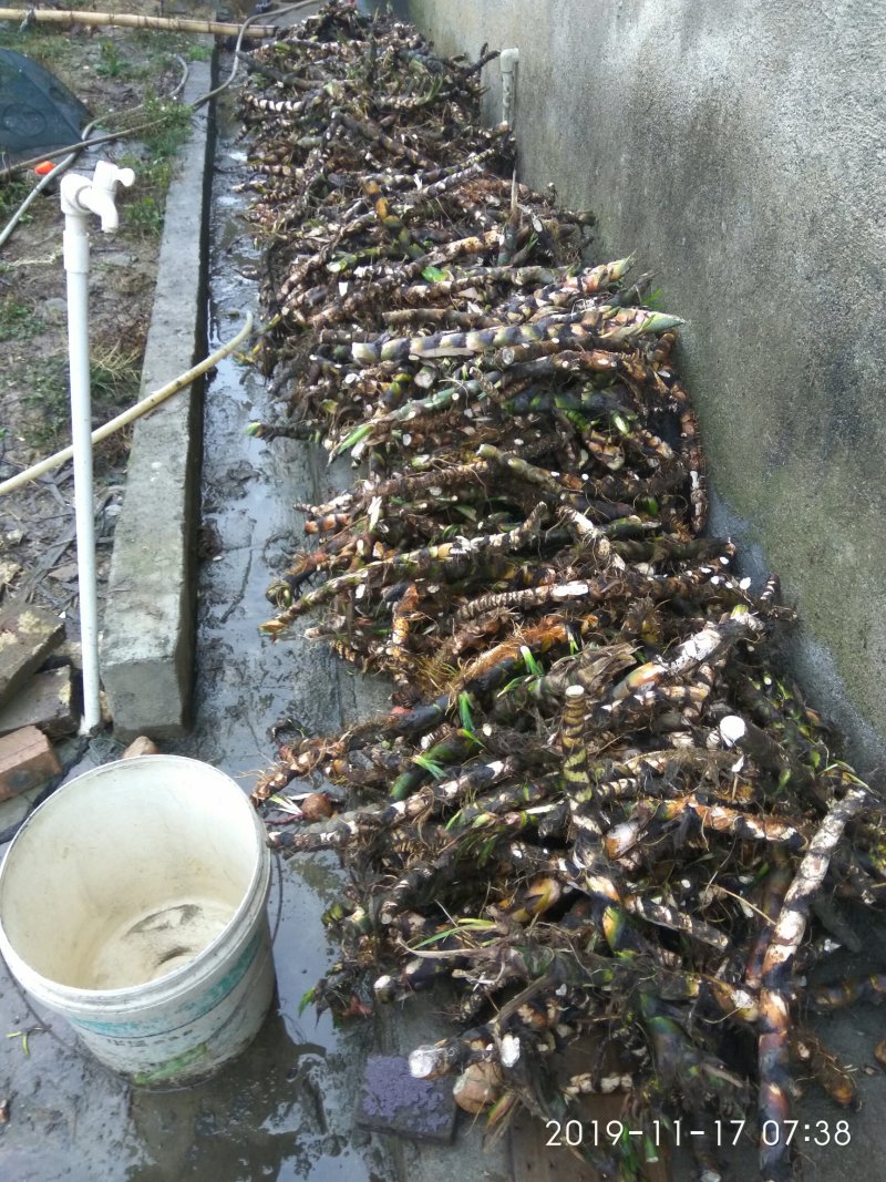 水菖蒲干货，烧毛的，可直接下单