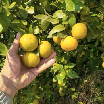 皇帝柑个大，皮细光滑。口味清甜化渣
