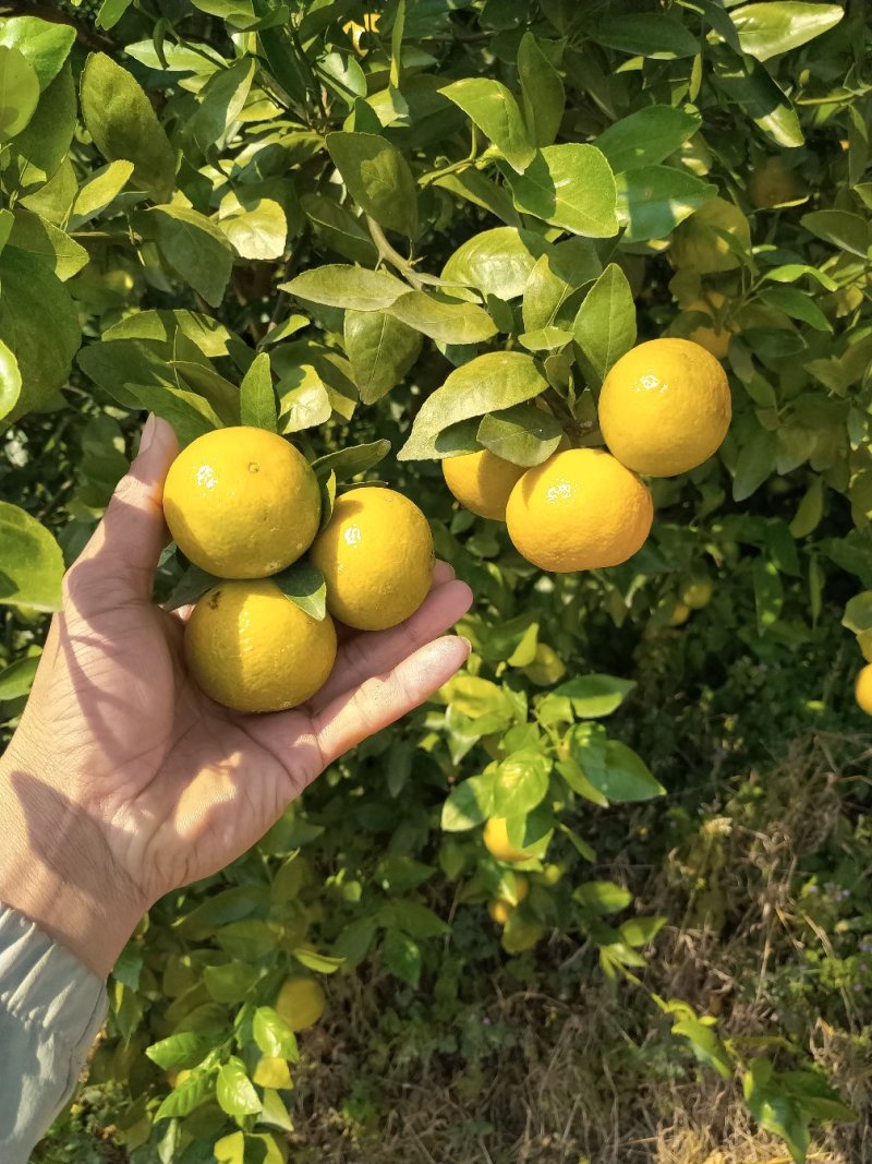 皇帝柑个大，皮细光滑。口味清甜化渣