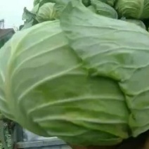 扁包菜奥奇娜扁包，湖北新鲜甘蓝货源充足量大从优