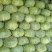 扁包菜奥奇娜甘蓝,湖北新鲜甘蓝奥奇娜货源充足量大从优