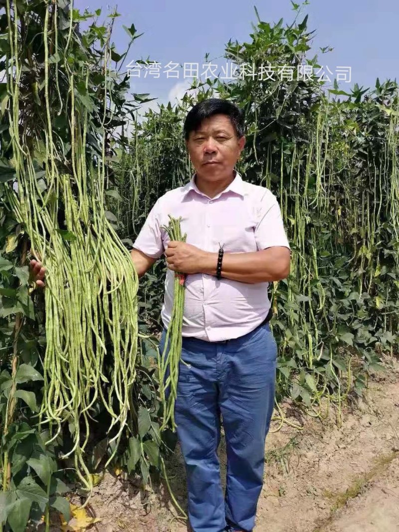 翠绿色豆角种子豇豆种颜色绿无鼠尾不鼓籽