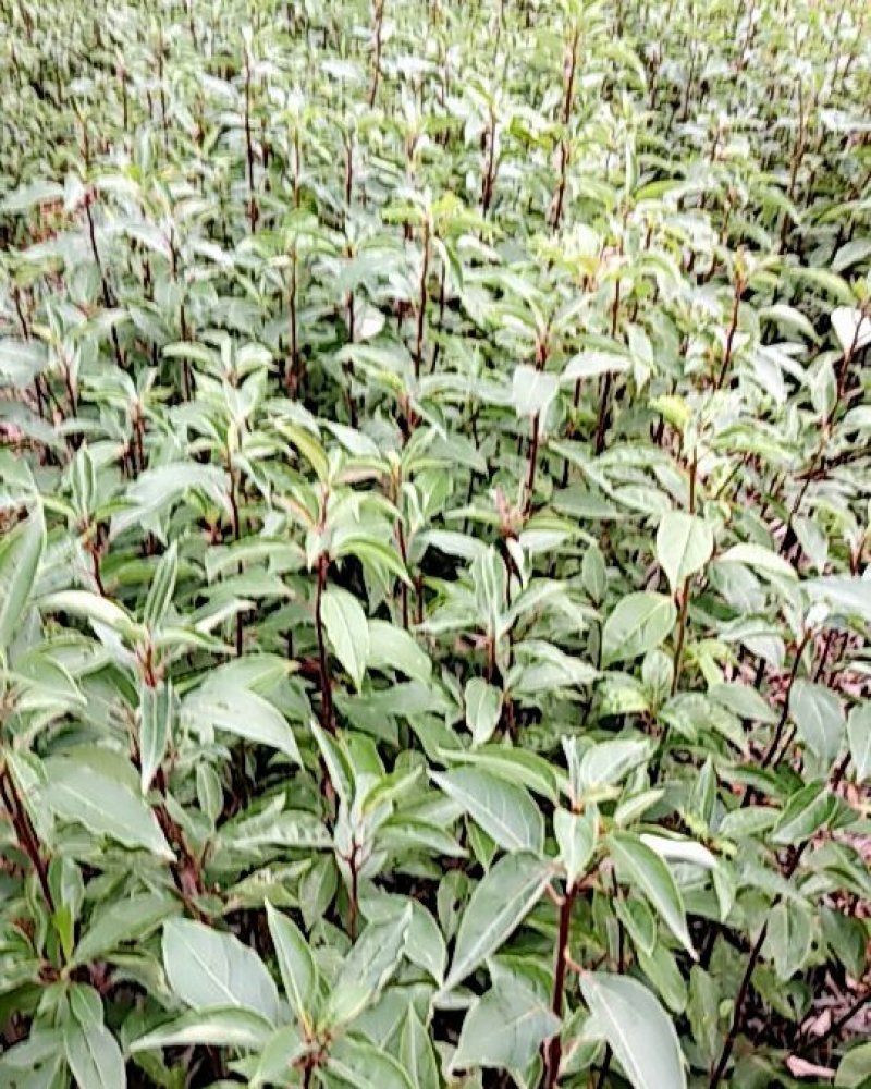 香樟树苗，，香樟小苗芽苗，自家种植全程技术指导