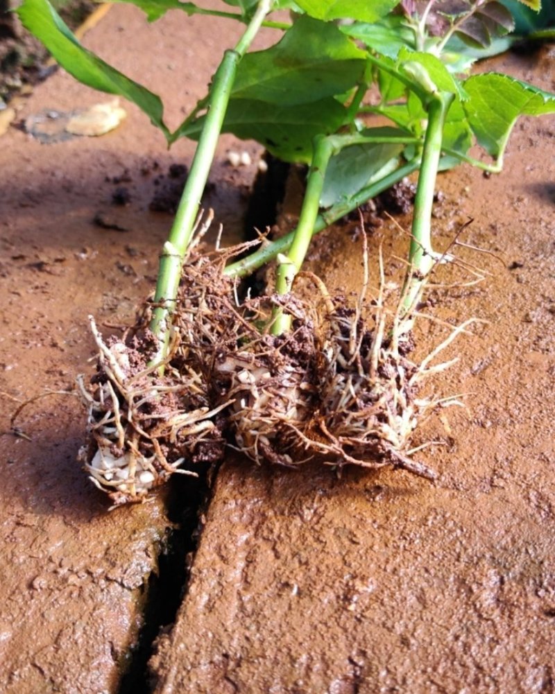 玫瑰花苗月季苗鲜切花种苗大花四季开花混色批发基地供货