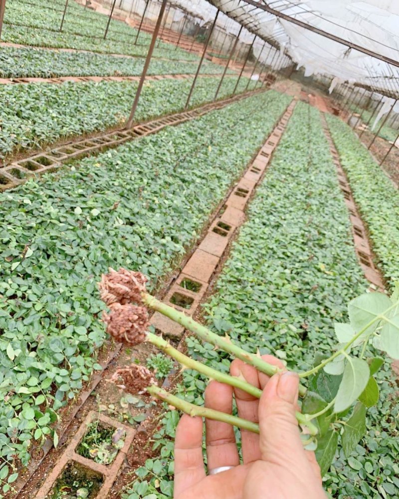 玫瑰花苗月季苗鲜切花种苗大花四季开花混色批发基地供货