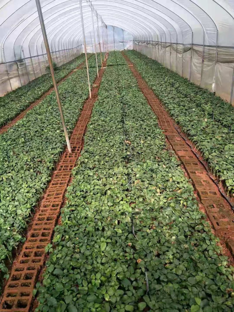 玫瑰花苗月季苗鲜切花种苗大花四季开花混色批发基地供货