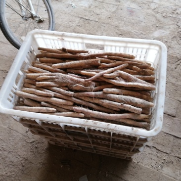 小白嘴山药生产基地直接供应